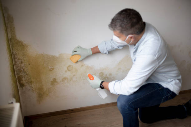 Best Mold Remediation for Vacation Homes  in Lexington, NC